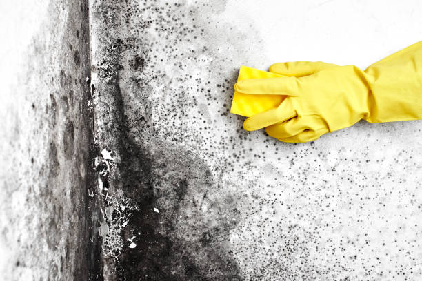 Best Attic Mold Removal  in Winnebago, MN