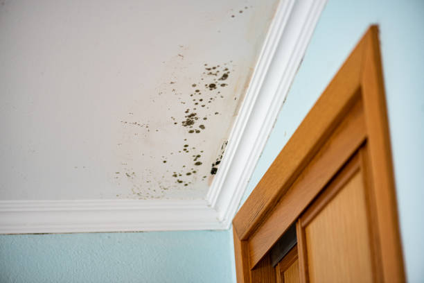 Best Fast Mold Removal  in Winnebago, MN