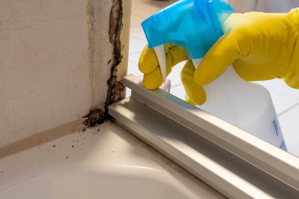 Best Fast Mold Removal  in Winnebago, MN