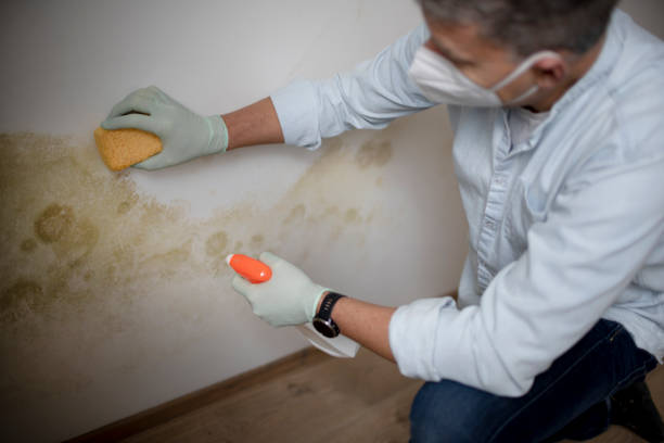 Best Commercial Mold Removal  in Winnebago, MN
