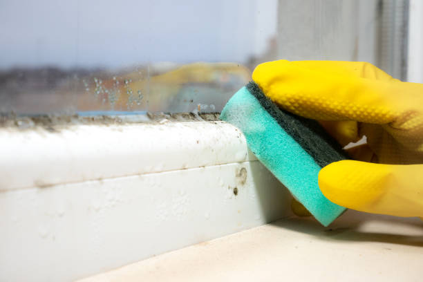 Best Mold Testing  in Winnebago, MN
