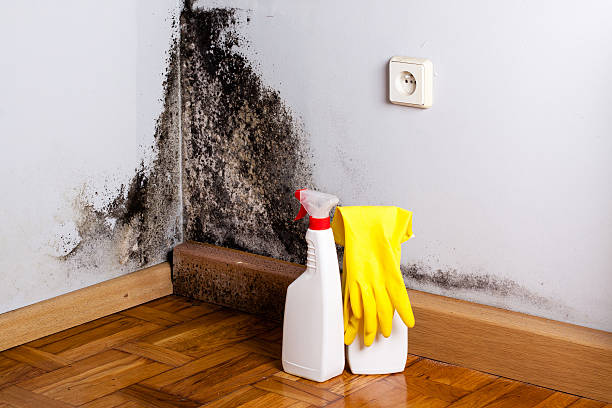 Best Mold Testing  in Winnebago, MN